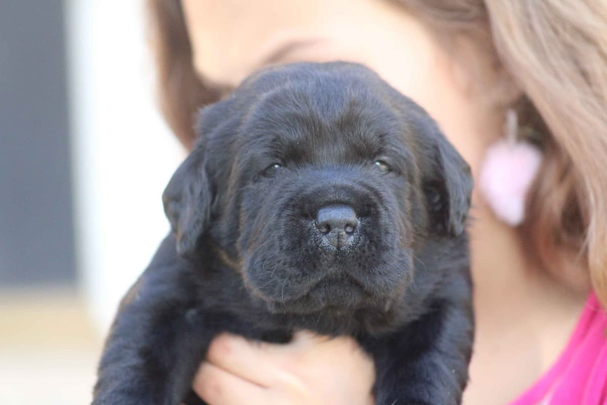 Labrador Retriever Puppies breeder image 23