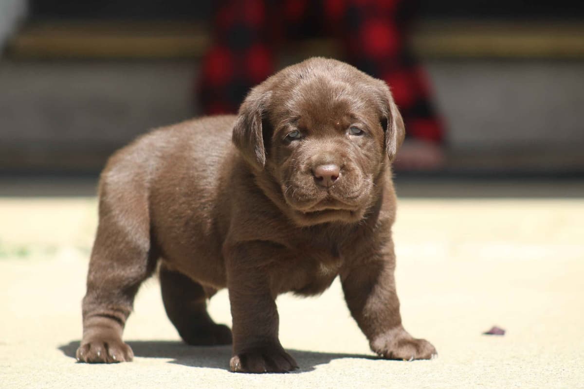 Labrador Retriever Puppies breeder image 21