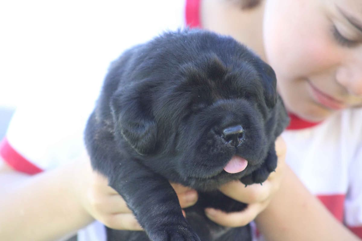 Labrador Retriever Puppies breeder image 26