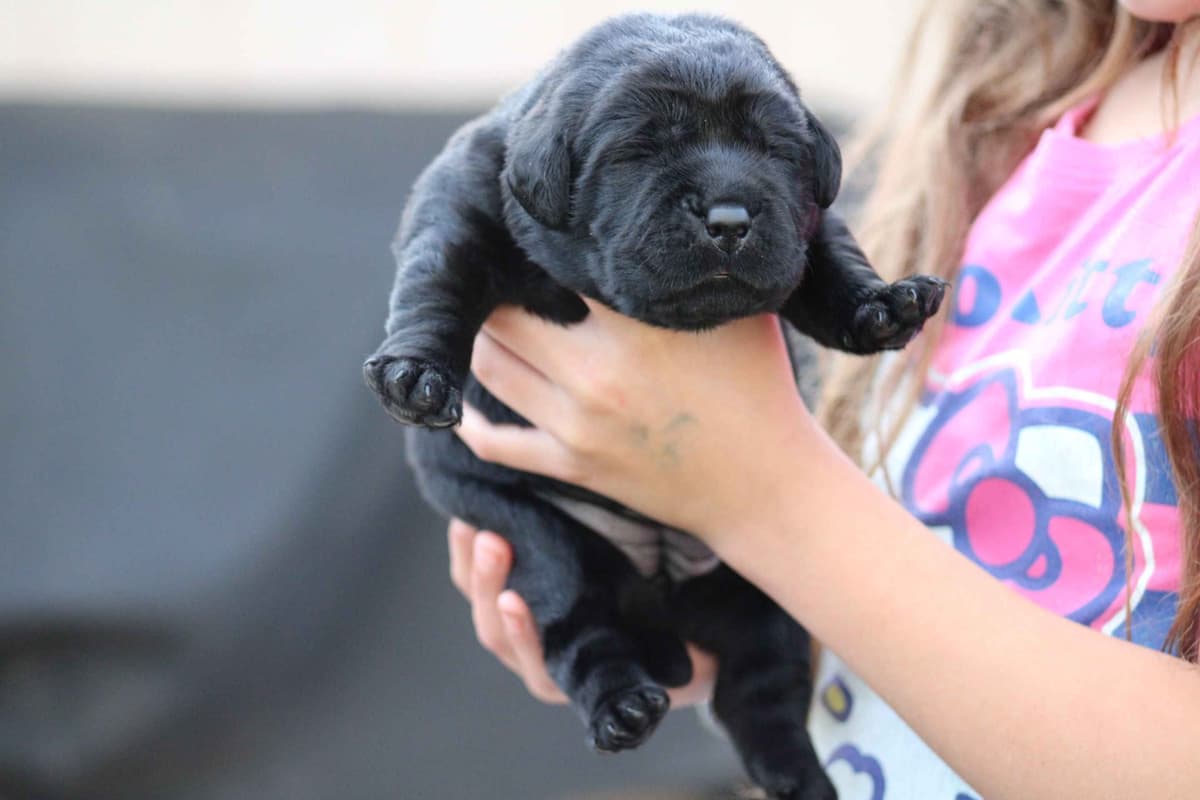 Labrador Retriever Puppies breeder image 29