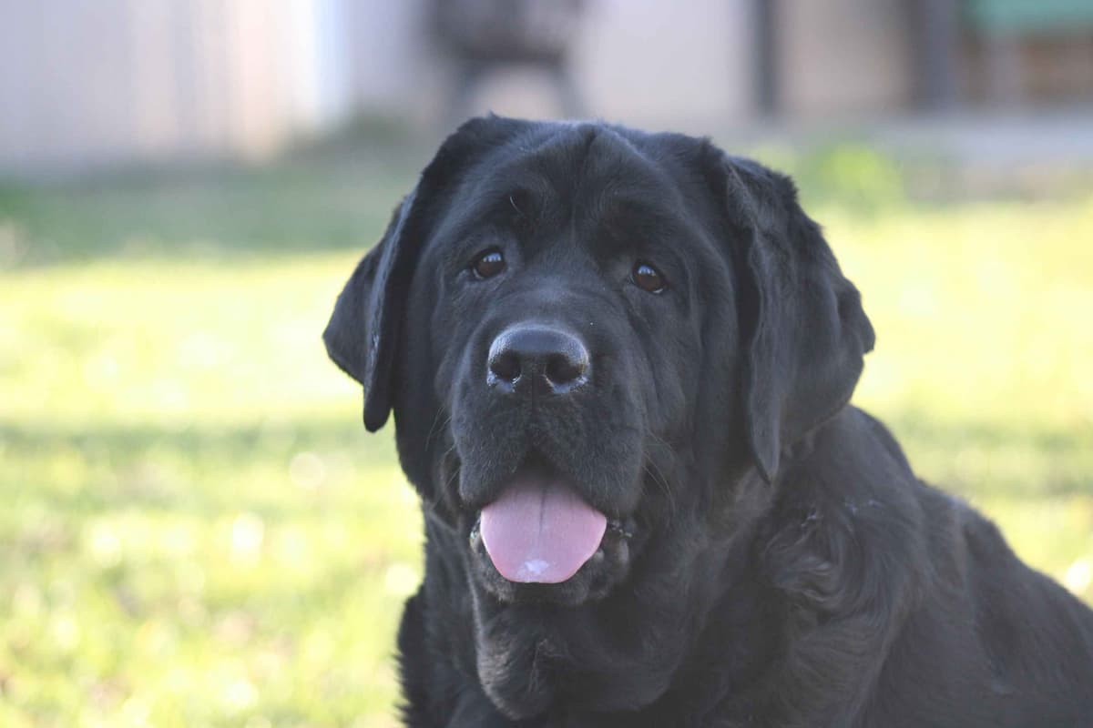 Labrador Retriever Puppies breeder image 30