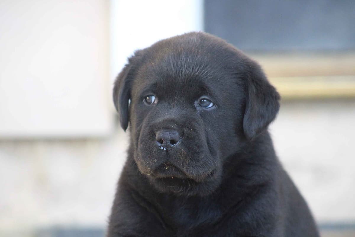 Labrador Retriever Puppies breeder image 27