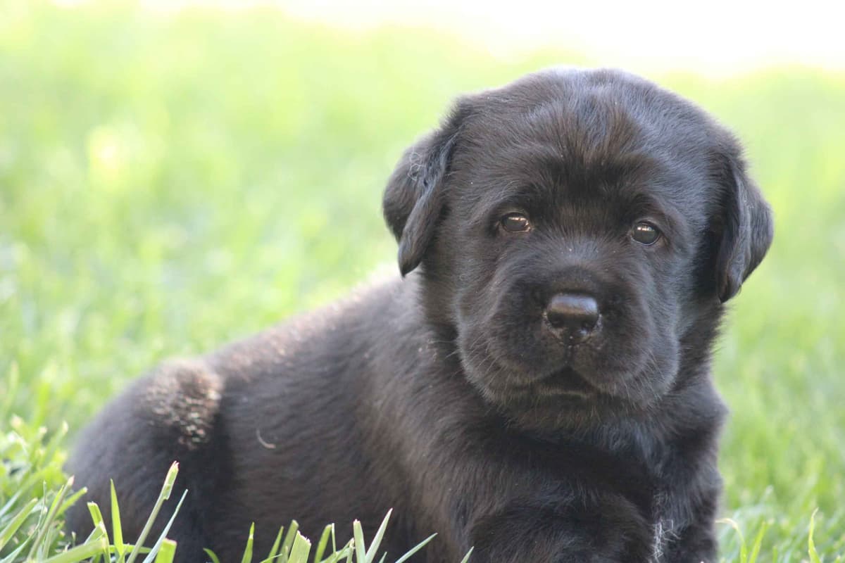 Labrador Retriever Puppies breeder image 28