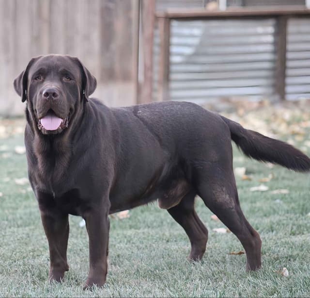 English labrador puppies media 2