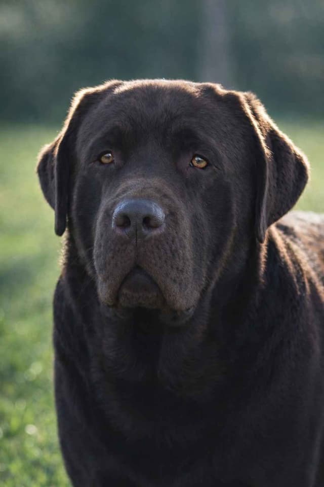 English labrador puppies media 3