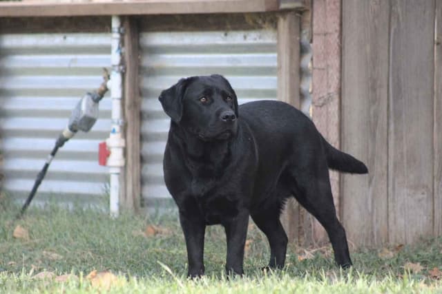 English labrador puppies media 4
