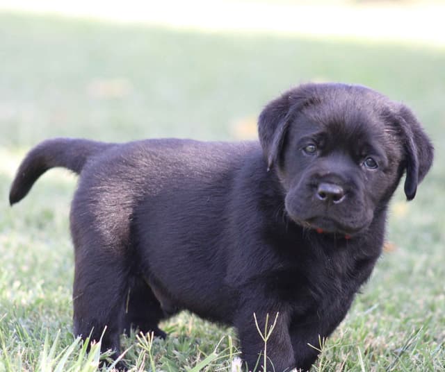 English labrador puppies media 5