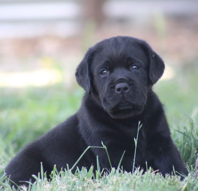 English labrador puppies media 6