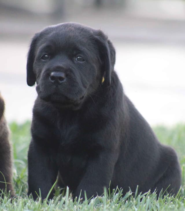 English labrador puppies media 7