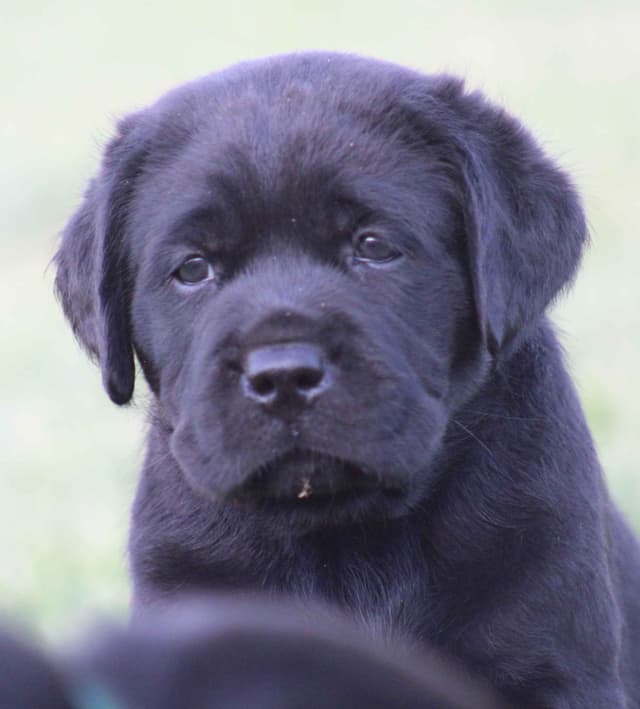 English labrador puppies media 8