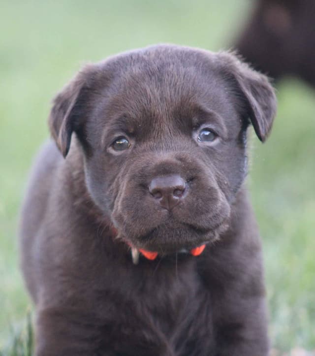 Labrador Retriever Puppies media 4