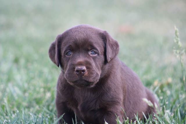 Labrador Retriever Puppies media 2