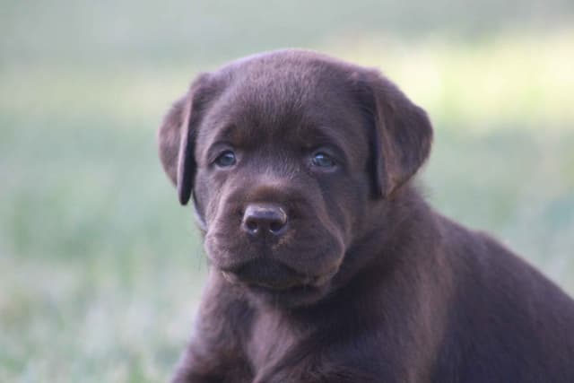 Labrador Retriever Puppies media 3
