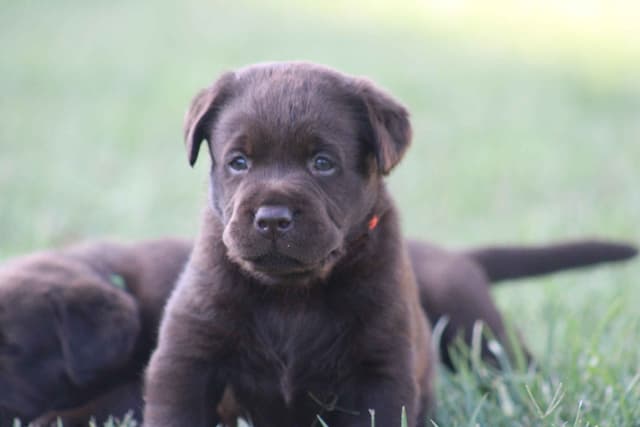 Labrador Retriever Puppies media 5