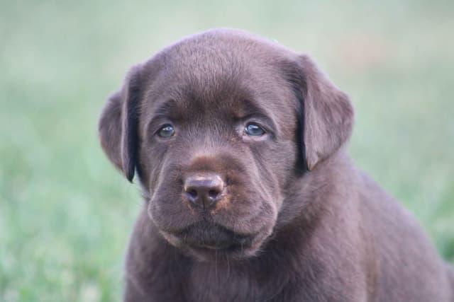 Labrador Retriever Puppies media 7
