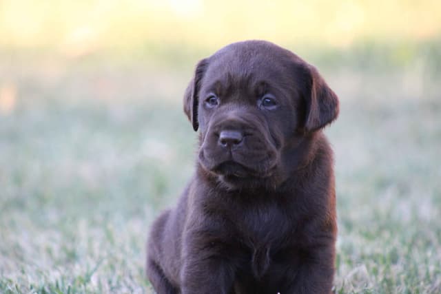 Labrador Retriever Puppies media 6
