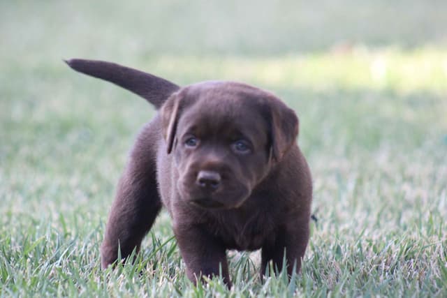 Labrador Retriever Puppies media 8