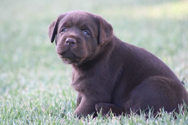 Labrador Retriever Puppies media 9