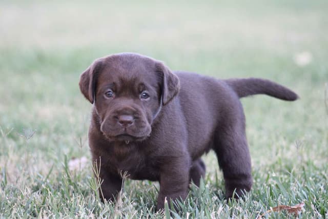 Labrador Retriever Puppies media 11