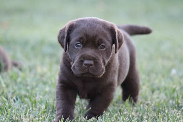 Labrador Retriever Puppies media 13
