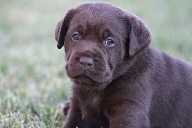 Labrador Retriever Puppies media 12