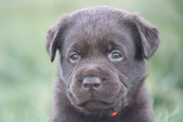 Labrador Retriever Puppies media 14