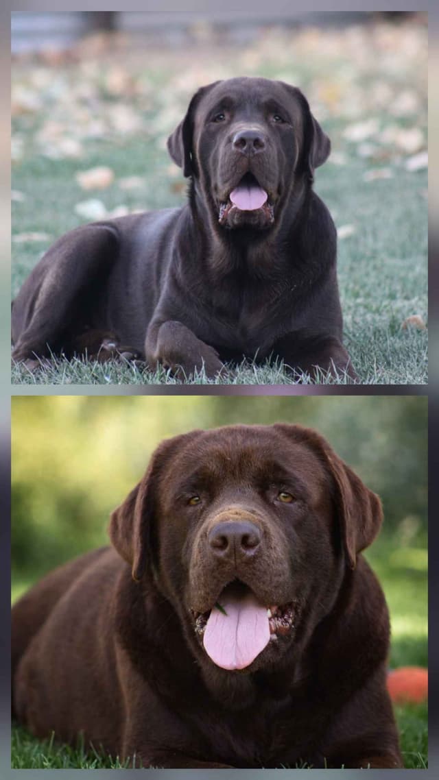 Labrador Retriever Puppies media 15