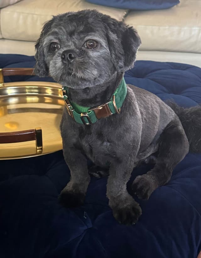 Pretty Paws & Pearls Shih Tzu Puppies media 3