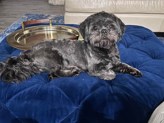 Pretty Paws & Pearls Shih Tzu Puppies media 4