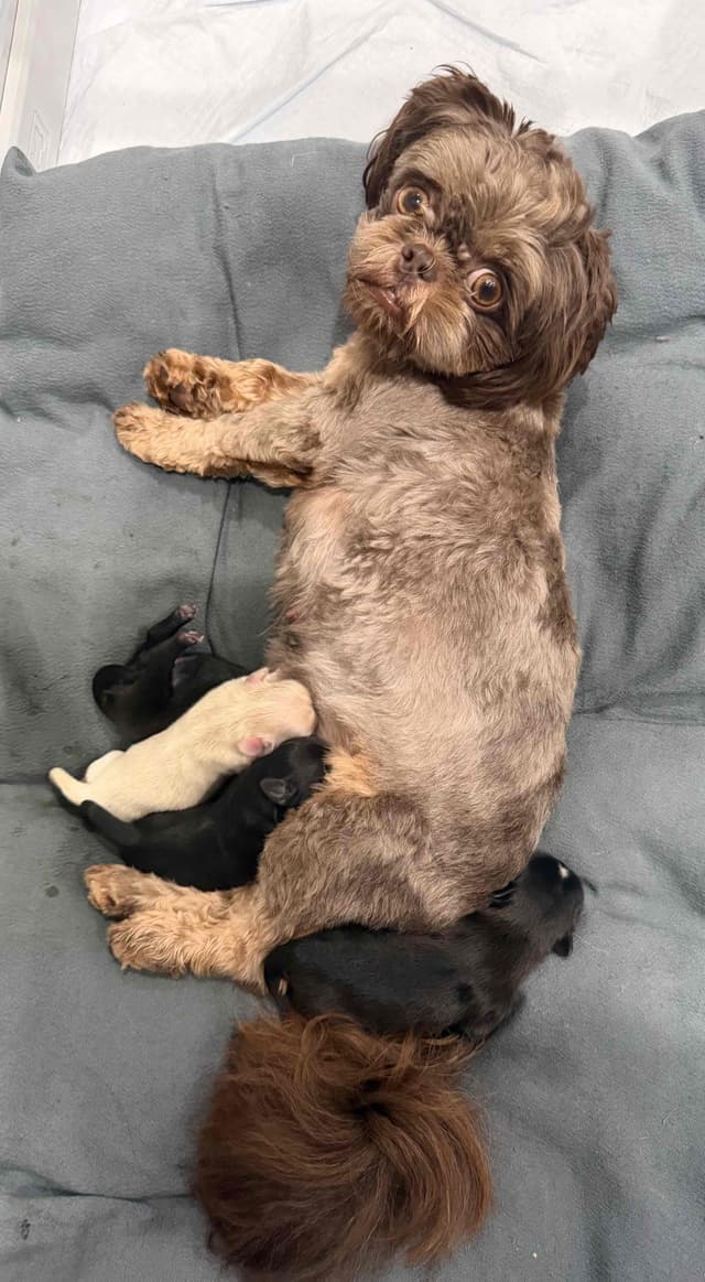 Pretty Paws & Pearls Shih Tzu Puppies media 5