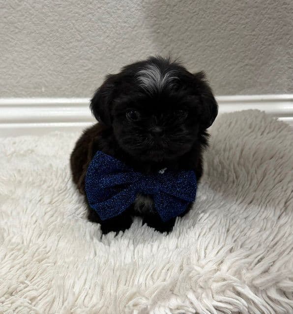 Pretty Paws & Pearls Shih Tzu Puppies media 7