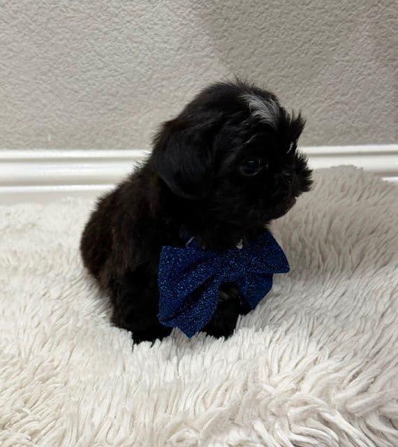 Pretty Paws & Pearls Shih Tzu Puppies media 8