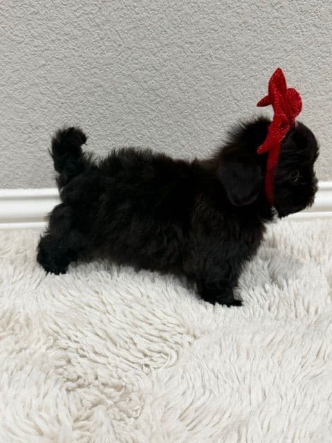 Pretty Paws & Pearls Shih Tzu Puppies media 9