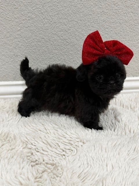 Pretty Paws & Pearls Shih Tzu Puppies media 10
