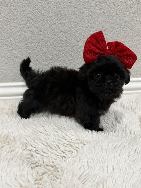 Pretty Paws & Pearls Shih Tzu Puppies media 11