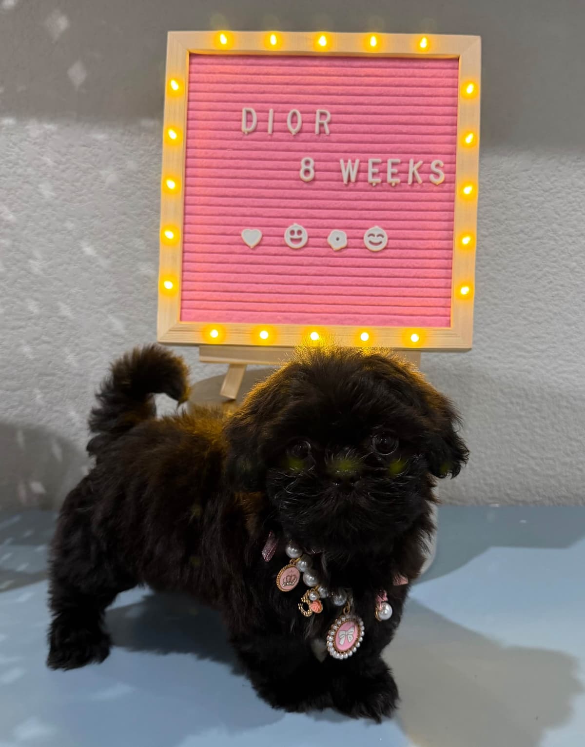 Pretty Paws & Pearls Shih Tzu Puppies breeder image 3