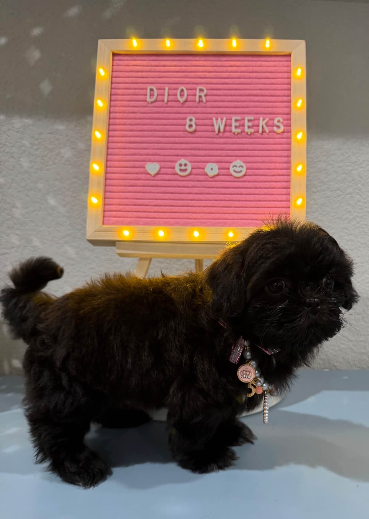Pretty Paws & Pearls Shih Tzu Puppies breeder image 4
