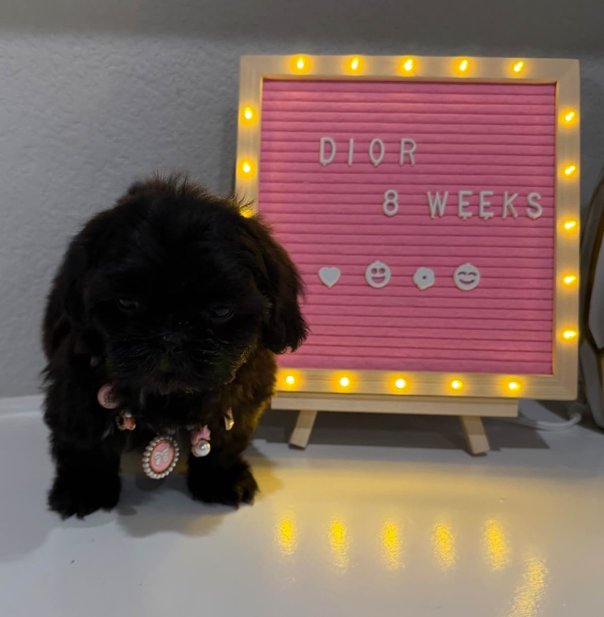 Pretty Paws & Pearls Shih Tzu Puppies breeder image 5
