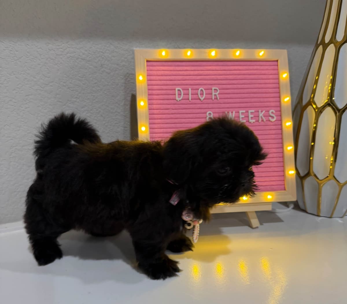 Pretty Paws & Pearls Shih Tzu Puppies breeder image 6