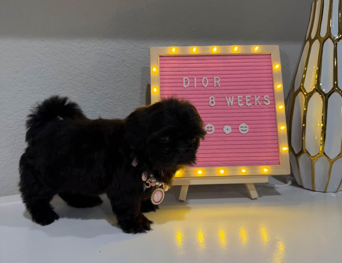 Pretty Paws & Pearls Shih Tzu Puppies breeder image 7