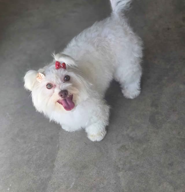 Havanese Puppies media 2