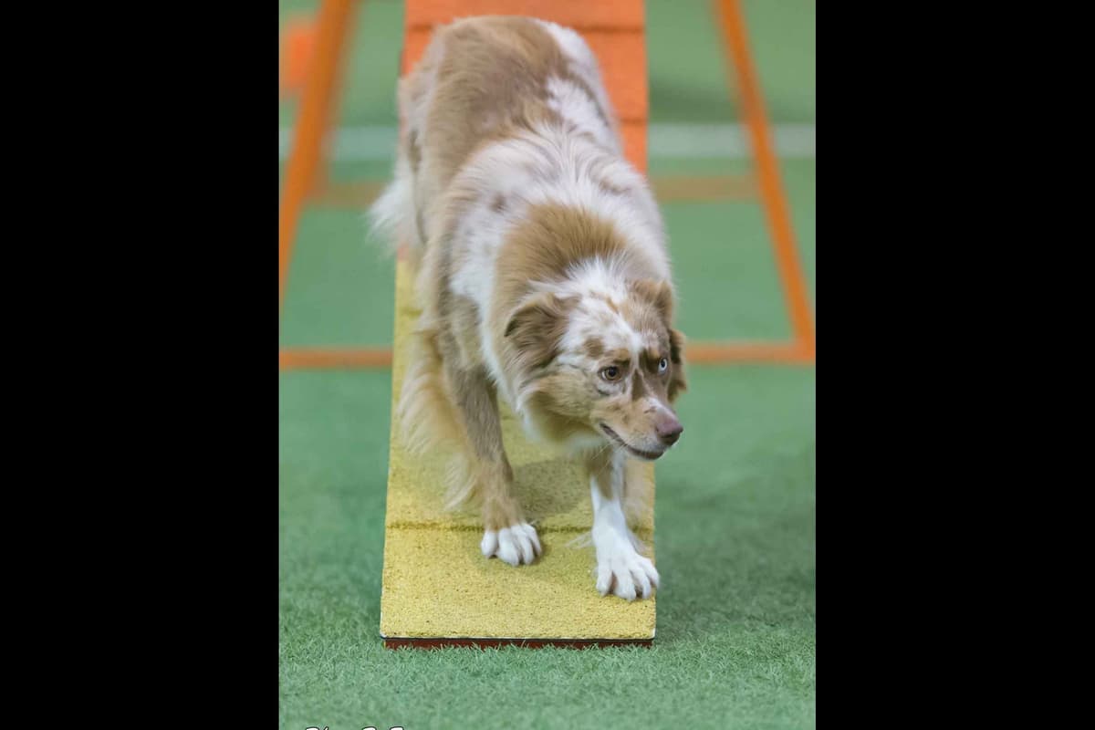 "Aqua" 2 year old Australian Shepherd Female breeder image 1