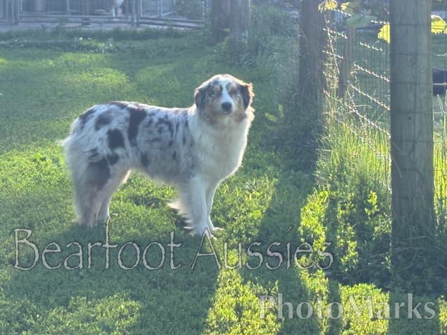 "Aqua" 2 year old Australian Shepherd Female media 2