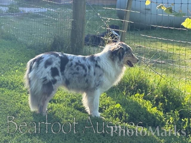 "Aqua" 2 year old Australian Shepherd Female media 3