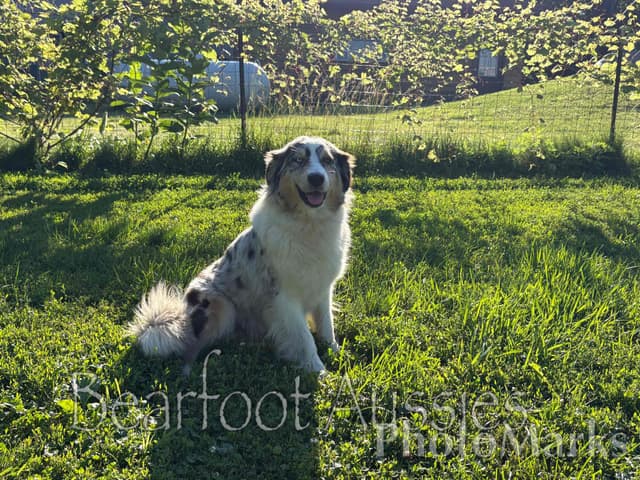 "Aqua" 2 year old Australian Shepherd Female media 5