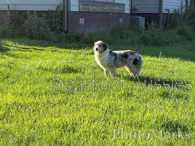 "Aqua" 2 year old Australian Shepherd Female media 7