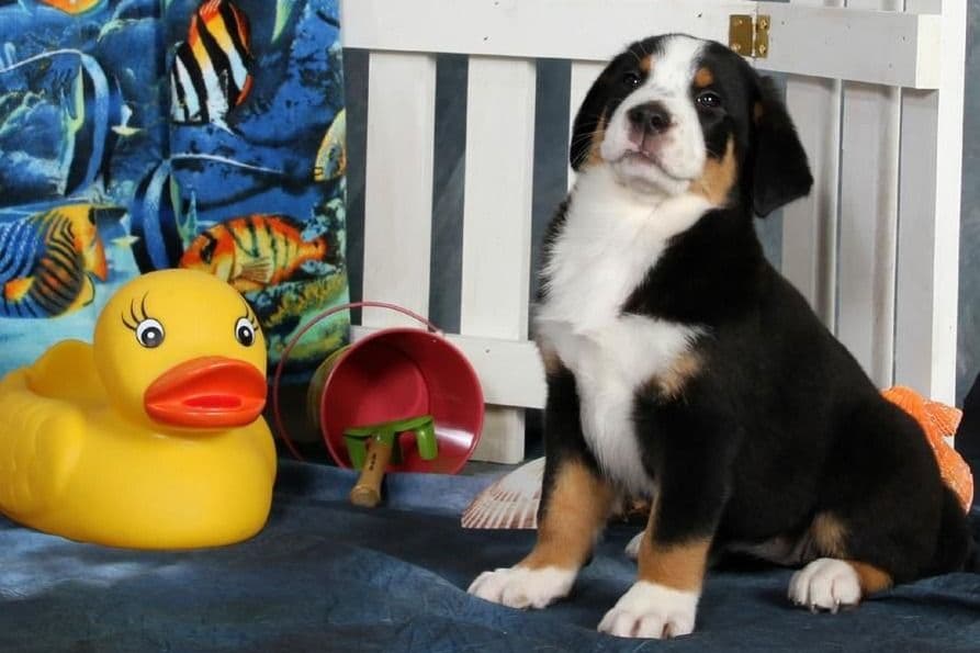 Nederlandse Kooikerhondje Puppies breeder image 6