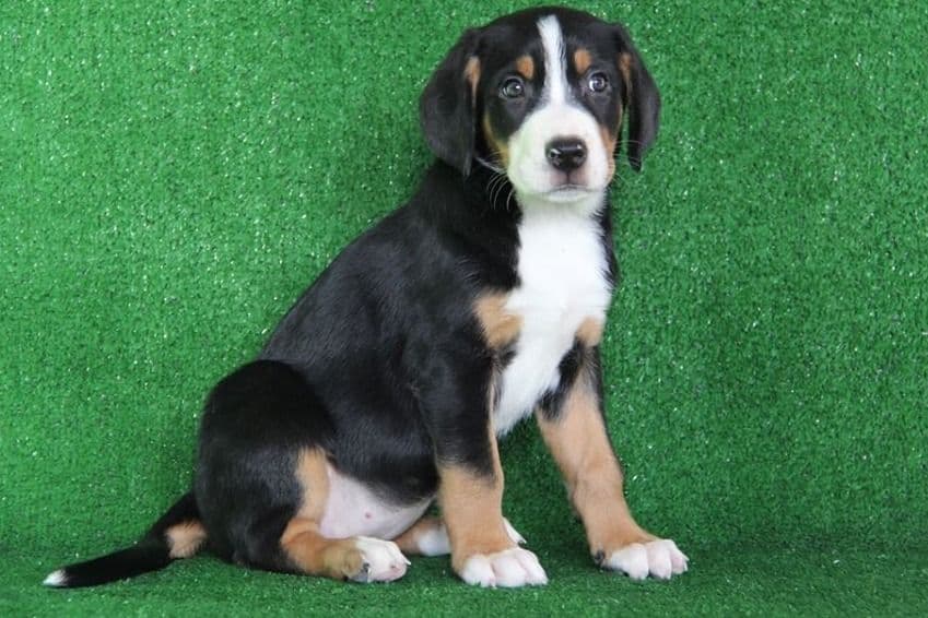 Nederlandse Kooikerhondje Puppies breeder image 8