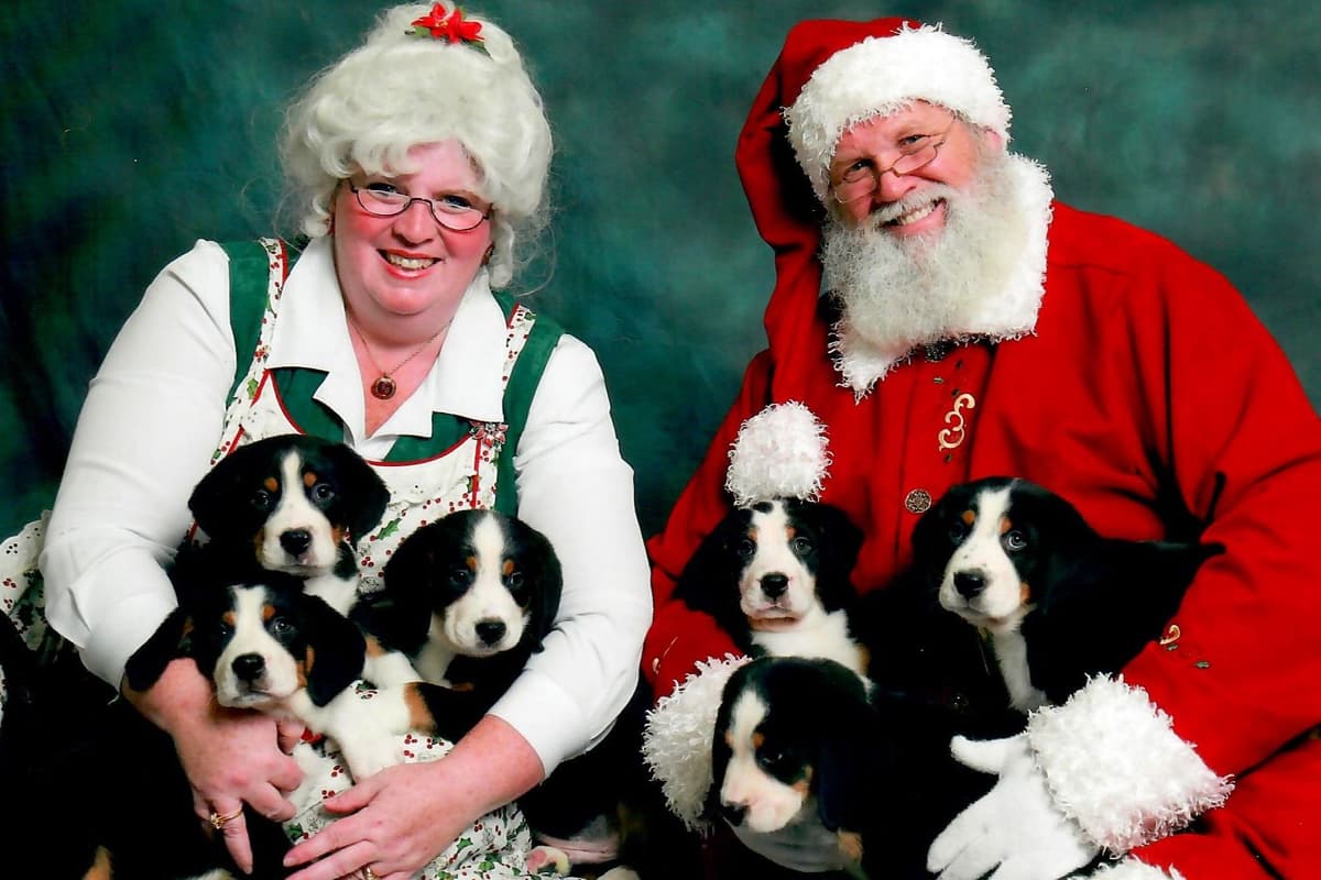 Nederlandse Kooikerhondje Puppies breeder image 13
