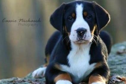 Nederlandse Kooikerhondje Puppies breeder image 18